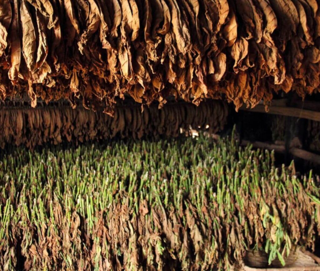 A tobacco farmer harvesting his crop